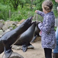 Dolfijnen voeden in Aqua Zoo