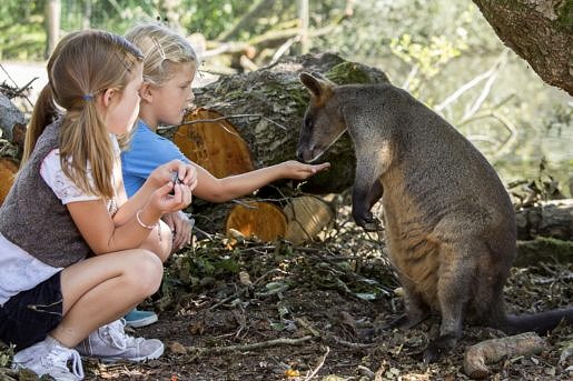 Kinderen die dieren eten geven Aqua Zoo