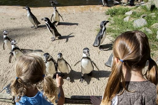 Kinderen en pinguïns in Aqua Zoo