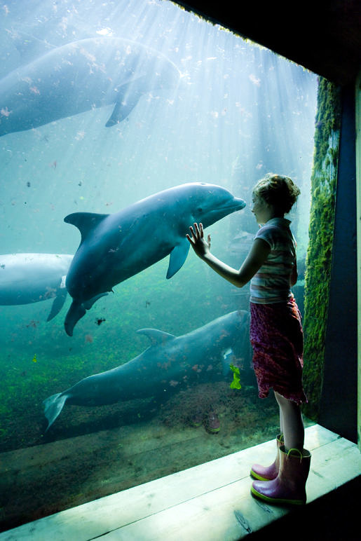 Dolfijnen in aquarium in Dolfinarium Harderwijk
