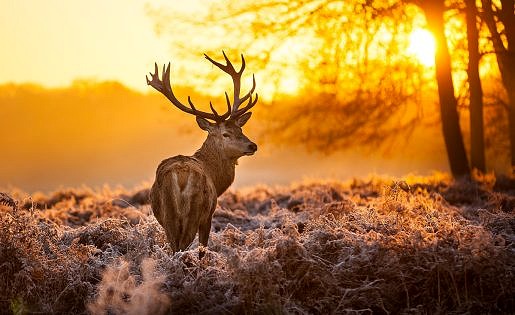Red,deer,in,morning,sun.