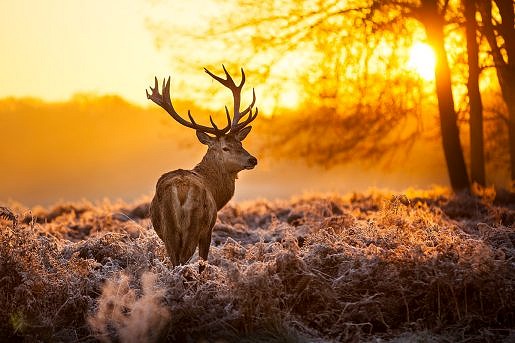Red,deer,in,morning,sun.